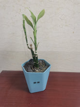 Load image into Gallery viewer, 南棠 Plant,bamboo plant potted decoration