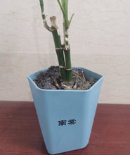 Load image into Gallery viewer, 南棠 Plant,bamboo plant potted decoration