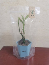 Load image into Gallery viewer, 南棠 Plant,bamboo plant potted decoration