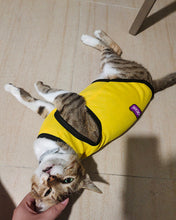Load image into Gallery viewer, lily chocoli pet clothes, soft vest cat sweater kitten clothes, sweatshirt pet kitten pajamas