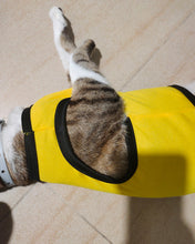 Load image into Gallery viewer, lily chocoli pet clothes, soft vest cat sweater kitten clothes, sweatshirt pet kitten pajamas