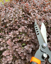 Load image into Gallery viewer, Gardening shears, garden hedge shears, for trimming borders, boxwoods and shrubs, hedge shears and scissors with comfortable handles, 21-inch carbon steel shrub cutter