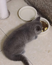 Load image into Gallery viewer, Youpii pet feeding utensils,Non Slip Cat Food Bowls, Shallow Cat Dish, Kitten Supplies, Cat Feeding & Watering Supplies