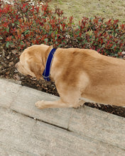 Load image into Gallery viewer, MIDSUMMER Animal Collar,Adjustable Dog Collar with Quick Release Buckle