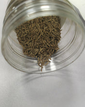 Load image into Gallery viewer, Kyushu plant seeds, planted on the soil and watered can grow, the back garden grass seeds