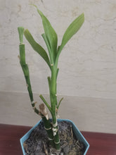 Load image into Gallery viewer, 南棠 Plant，bamboo plant potted decoration
