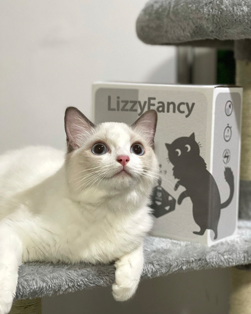 LizzyFancy pet toy for cat, New Magic Cat Teaser, Fun box for your cat